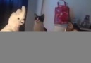 What kind of cat is this Credit JukinVideo