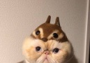 What kind of this squirrel Join our group Happy Cats