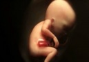 What Life Is Like Inside The Womb via Aimal