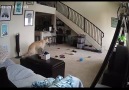 Whats the funniest thing youve seen your pet doing on security camera