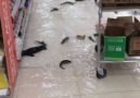 What the hell is going on in this supermarket...ViralHog