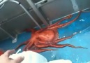 What this octopus does is UNBELIEVABLE!