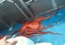 What this octopus does is UNBELIEVABLE!