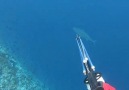 What went wrong Would you use reel or... - Spearfishing Reviews