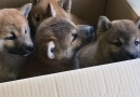 When a cardboard box is the best toy ever