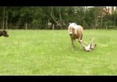 When animals are ready for play time they can take it to a different level!