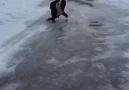 When a Puppy meets Ice for the first time!