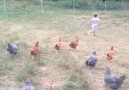When Chickens Attack! Coming to a theater near you...