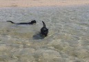 When one cat doesn&behave. I&- Nathan the Beach Cat