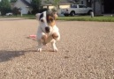 When puppies attack!