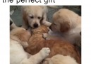 When you get everyone the purfect gift