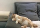 When your cat crashes his bicycle in his dream...