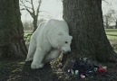 Where will the polar bears go?