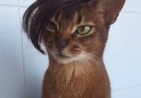 Which of your mates would be jealous of this cats hair