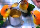 White-bellied Caique .Pionites