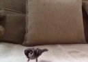 Who Knew Birds Could Do Backflips