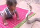 Who said Babies and Cobras can't cuddle ? (READ DESCRIPTION)