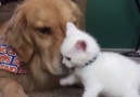 Who says dogs and cats cant be best friends!