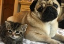 Who says dogs and cats cant get along via The Dodo