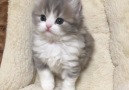 Who Wants This Little Fluffy Kitty