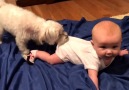 Why babies need dogs