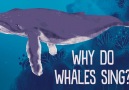 Why do whales sing?