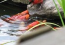 Why exactly is a red cardinal feeding a goldfish
