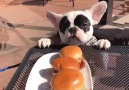 Why i love french bulldog! D
