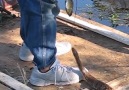 Why is this man hand feeding a diamondback rattlesnake