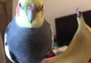 Why on earth is this banana singing to a bird! Credit