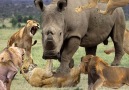 Wild Animal Channel - Lion vs Rhino - A Fierce Rhino Attacks Six Lions Facebook