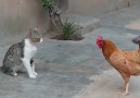 Wild Animals TV - Angry chicken Facebook