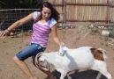 Wild Animal World - Funny Moment of Billy Goat At The Street Facebook