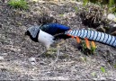 Wild Birds - Pheasant Lady Amherst& Facebook