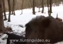 Wild Boar Hunting.