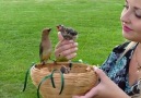 Wild Cedar Waxwing Bird Feeds Babies