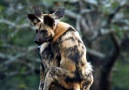 Wild Dog darting (