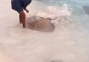 Wilderness Food - Feeding Stingray Facebook