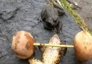 Wilderness Food - Frog Are So Strong Facebook