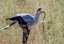 Wilderness Life - Secretary Bird Attack Cobra - Wilderness Life