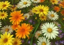 Wildflowers 3D Screensaver