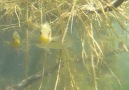 Wild introduced Flowerhorns in Lake Matano Sulawesi