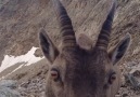 Wildlife - CCHA Balochistan