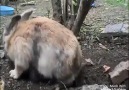 ! . wild rabbit hide babies under the ground!Subhanallah.