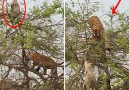 Wild tiger climbs tree to chase monkey and her baby...via Caters News Agency