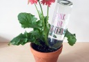 Wine Bottle Plant FeederSee for full instructions