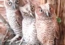 Winiking owls