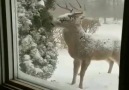 Winter visitor