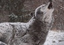 Winter Wolf&Howling