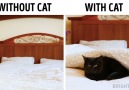 Without cat vs. with cat